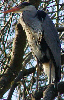 Heron