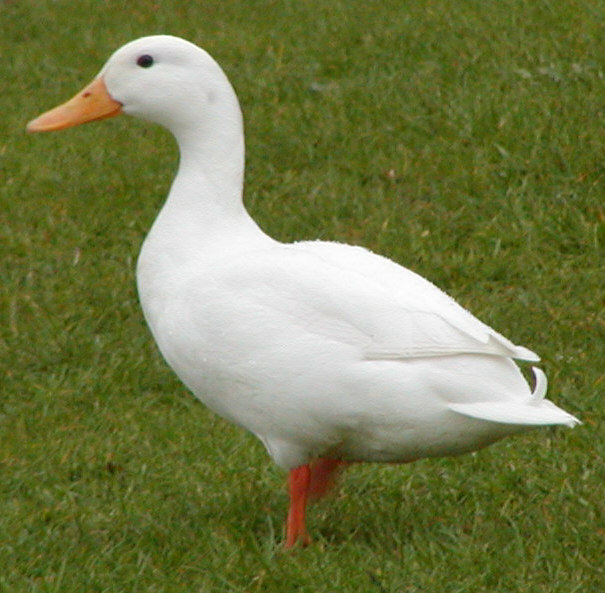a friend of the mallards