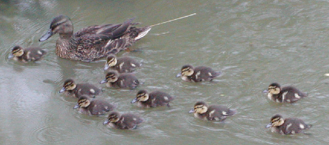 Duck and ducklings