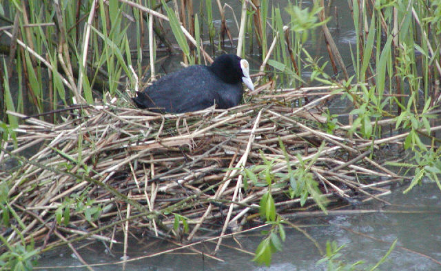 Coot