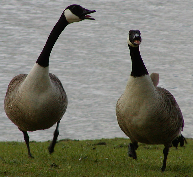 Canada Geese calling