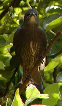 Young starling