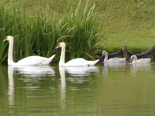 Mute Swan family