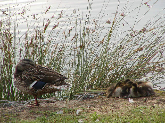 Sleepy duck and ducklings