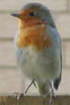 Robin
