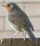 Robin