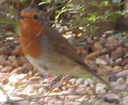 Robin