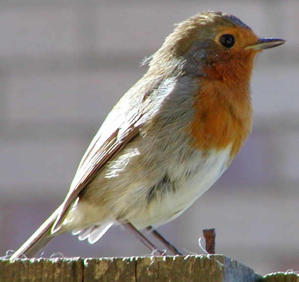 Robin