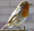 Robin