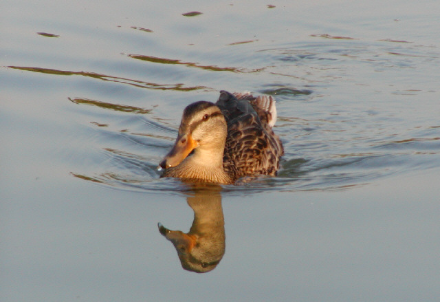 Duck swimming towards camera