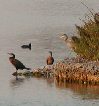 Cormorant