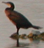 Cormorant