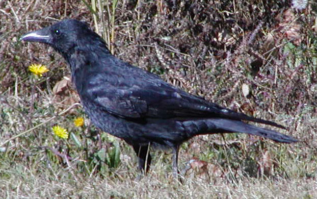 Carrion Crow