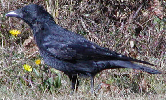 Carrion Crow