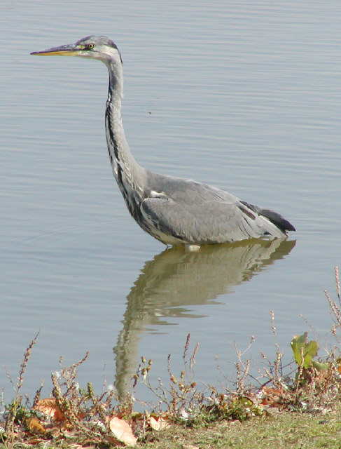 Heron wading