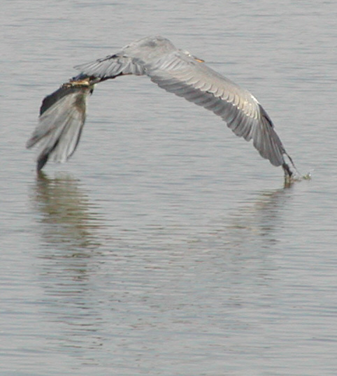 Heron flying away
