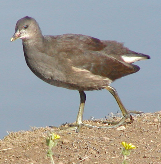 Young Moorhen