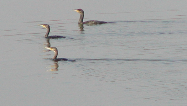 3 Cormorants