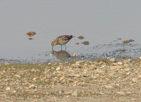 Wader at Willen