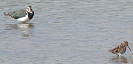 Wader and lapwing at Willen