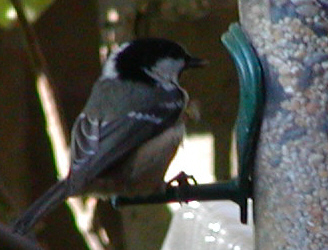 Coal Tit