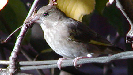 Greenfinch