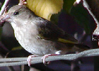 Greenfinch