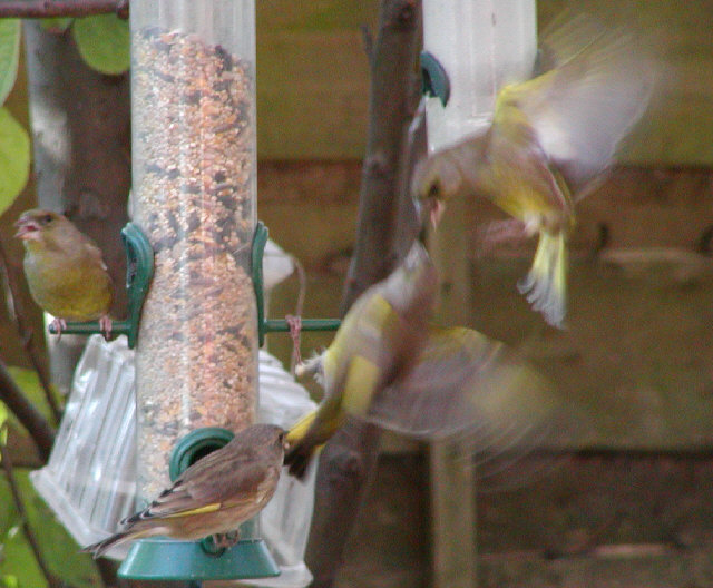 Greenfinch
