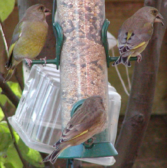 Greenfinch