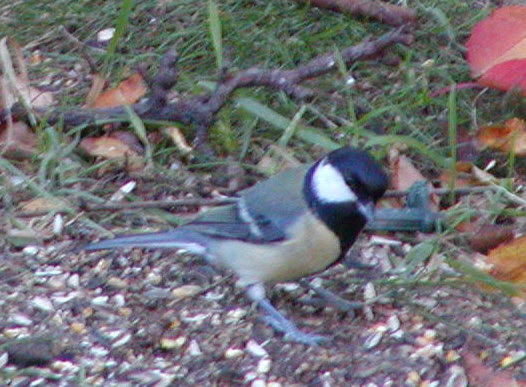 Great Tit