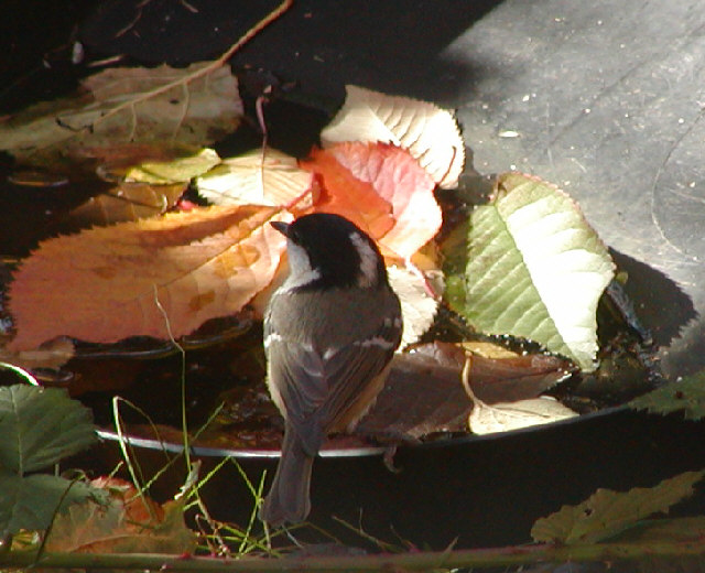 Coal Tit