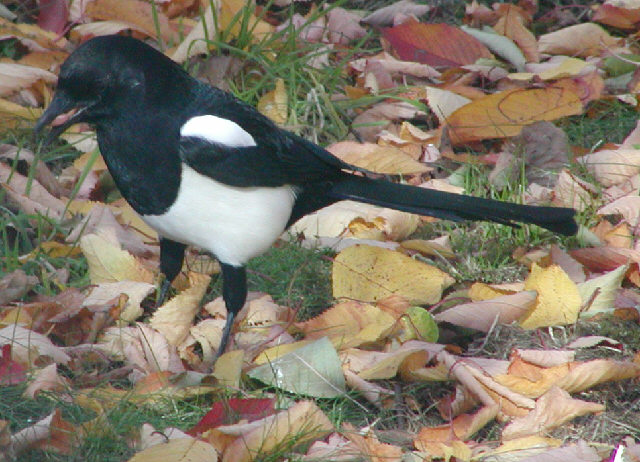 Magpie