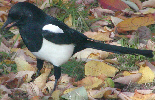 Magpie