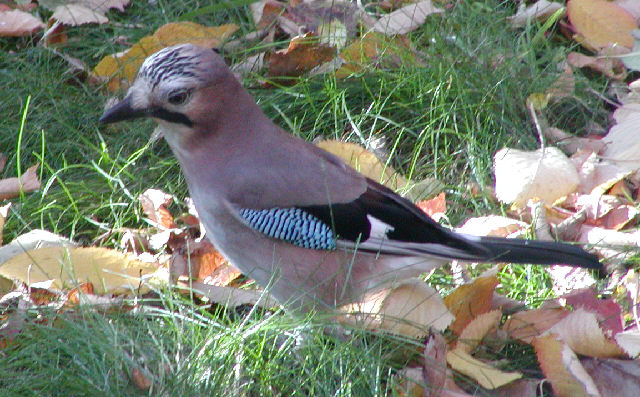 Jay