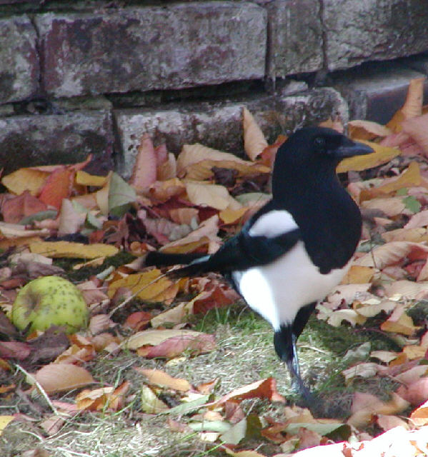 Magpie