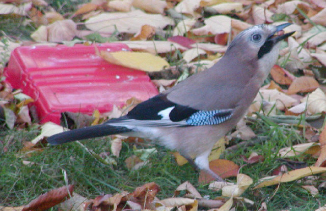 Jay