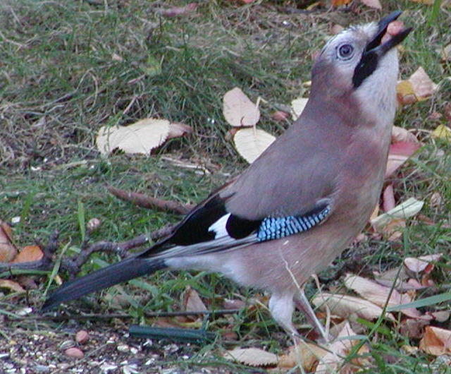 Jay