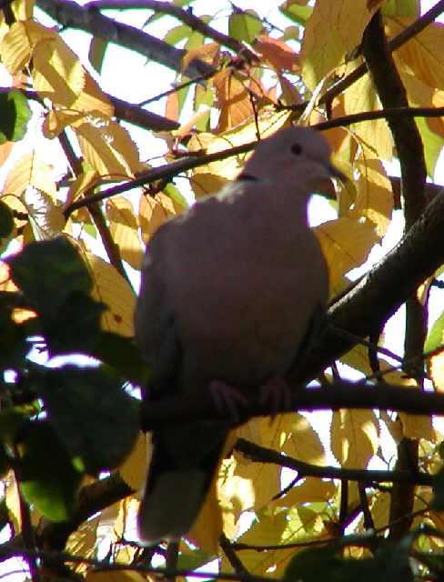 Collared Dove in my garden