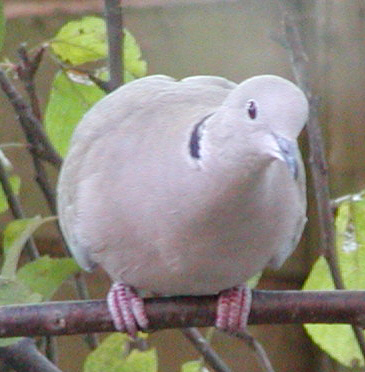 Collared Dove in my garden