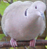 Collared Dove