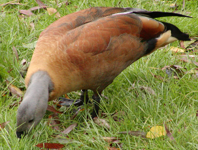 Male South African Shelduck