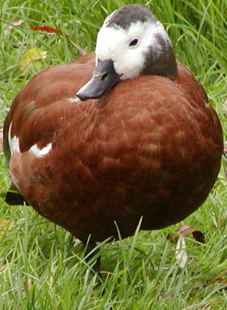 Female South African Shelduck
