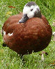 South African Shelduck