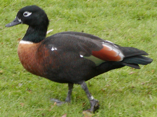 Female Australian Shelduck