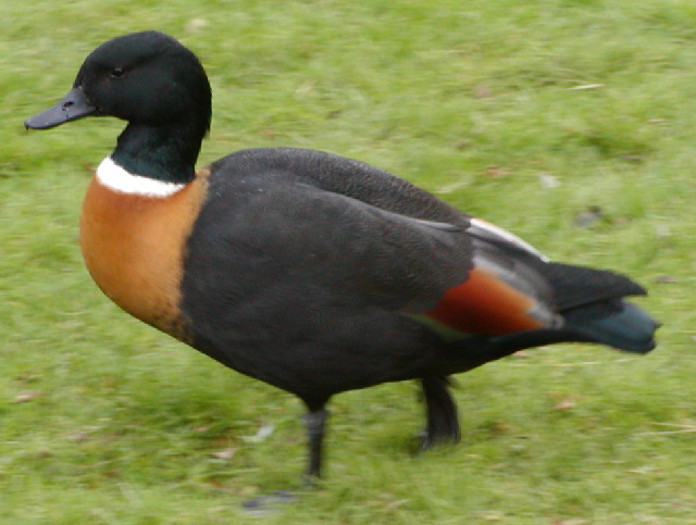 Male Australian Shelduck