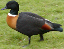 Australian Shelduck