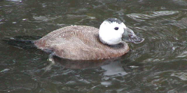 Male white-headed duck