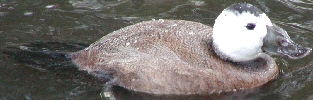 White-Headed Duck