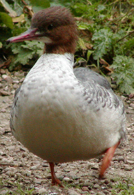 Female goosander
