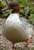 Goosander